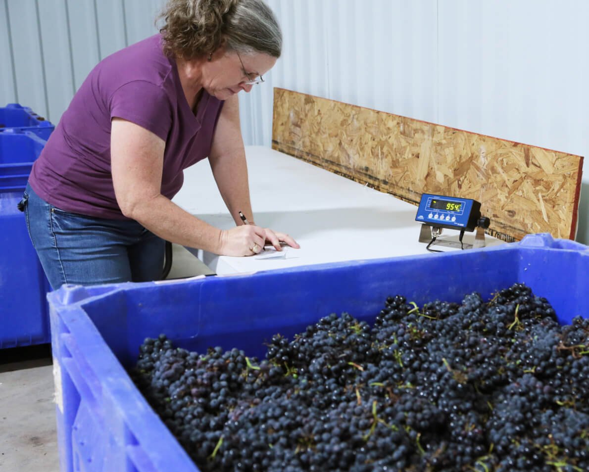 Weighing a bin of freshly picked dark grapes at harvest